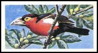 33 Double Toothed Barbet